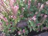 image of Ocimum basilicum