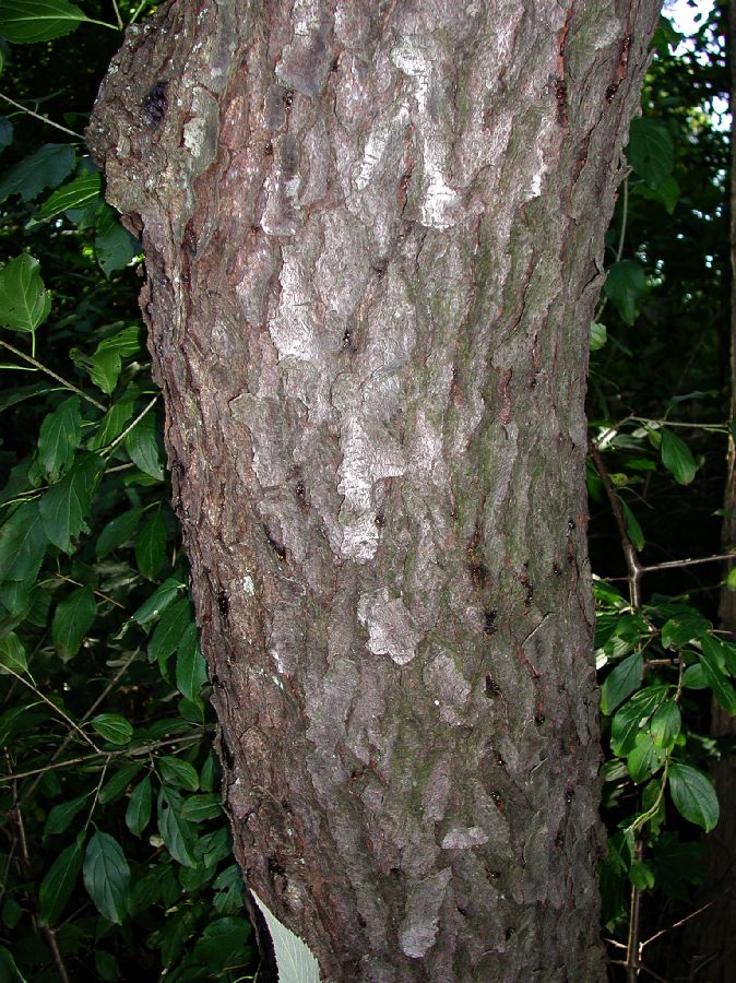 Rosaceae Prunus serotina
