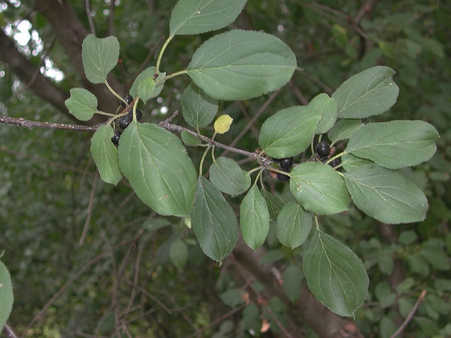 Rhamnaceae Rhamnus cathartica