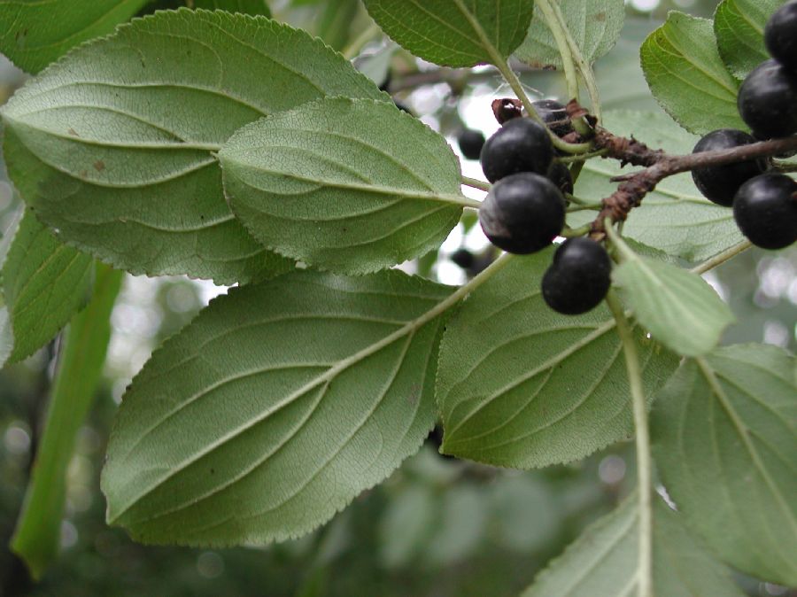 Rhamnaceae Rhamnus cathartica