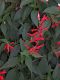 image of Salvia elegans