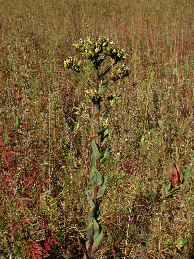 Asteraceae Solidago rigida
