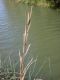 image of Spartina pectinata