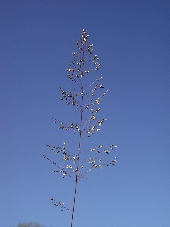 Poaceae Sporobolus heterolepis