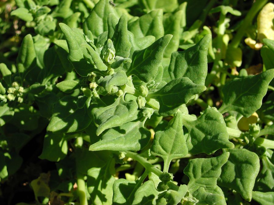 Aizoaceae Tetragonia tetragonoides
