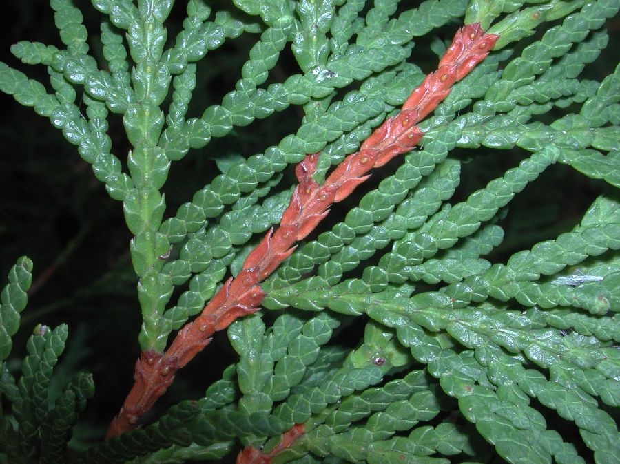 Cupressaceae Thuja occidentalis