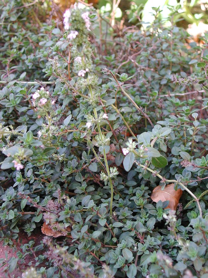 Lamiaceae Thymus vulgaris
