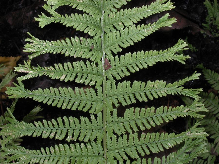 Athyriaceae Athyrium filix-femina