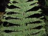 image of Athyrium filix-femina