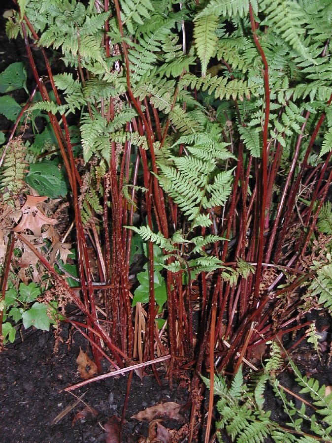 Athyriaceae Athyrium filix-femina