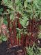 image of Athyrium filix-femina