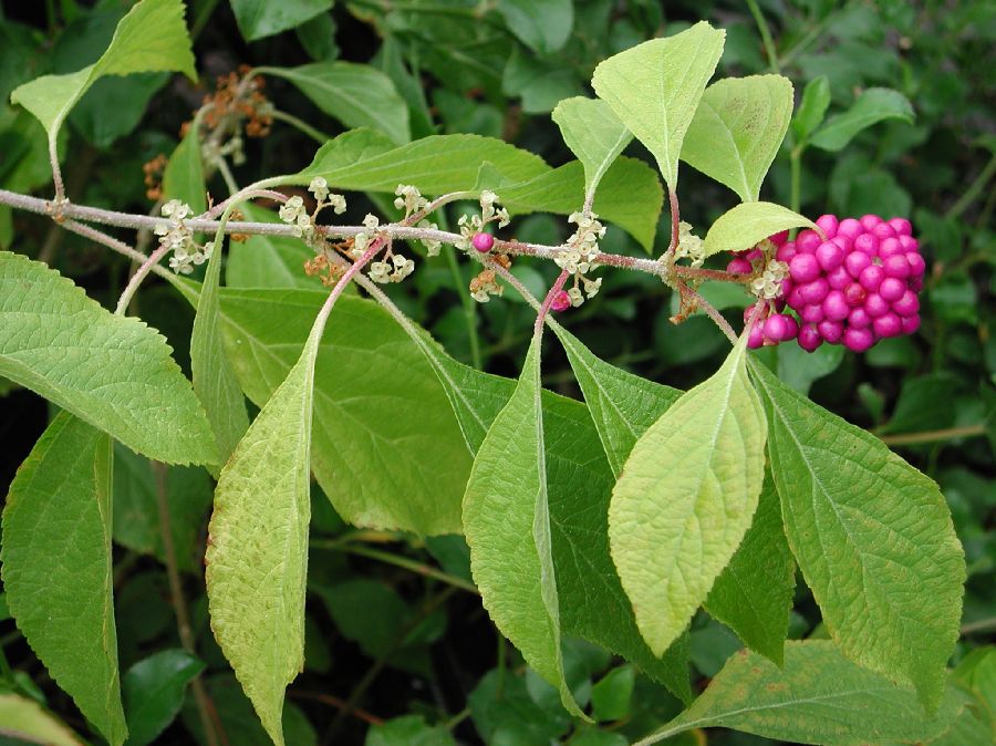 Lamiaceae Callicarpa americana