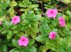 image of Catharanthus roseus