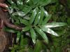 image of Davallia pentaphylla