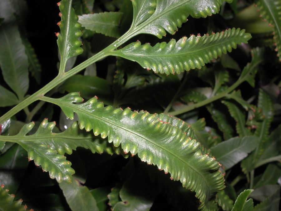 Davalliaceae Davallia pentaphylla
