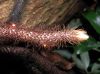 image of Davallia pentaphylla
