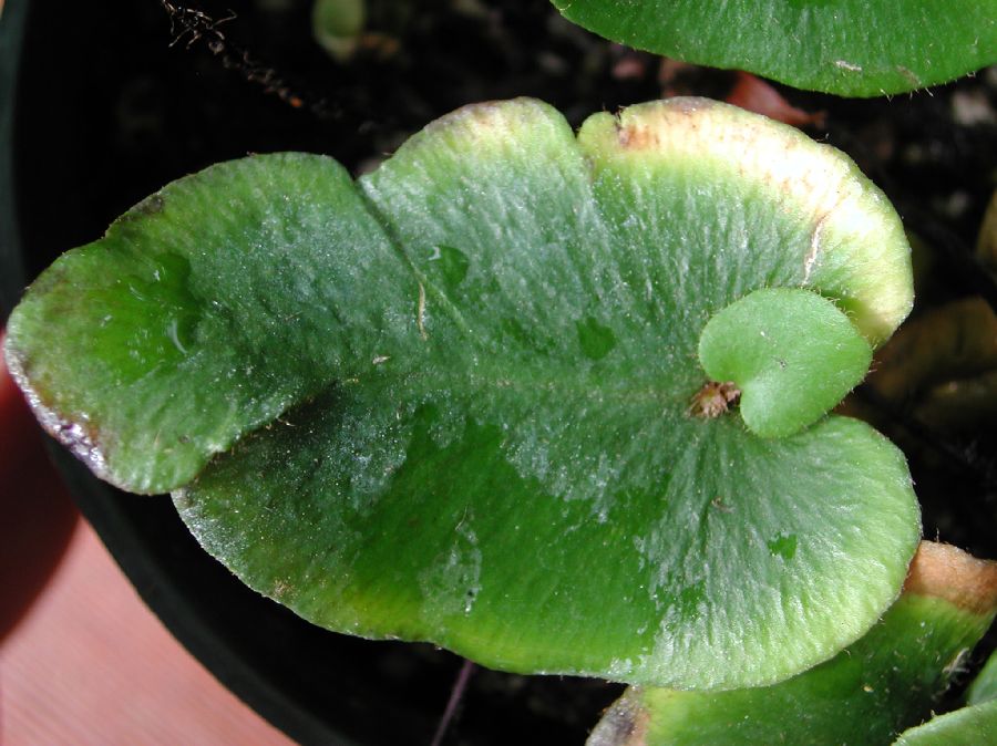 Pteridaceae Hemionitis ariifolia