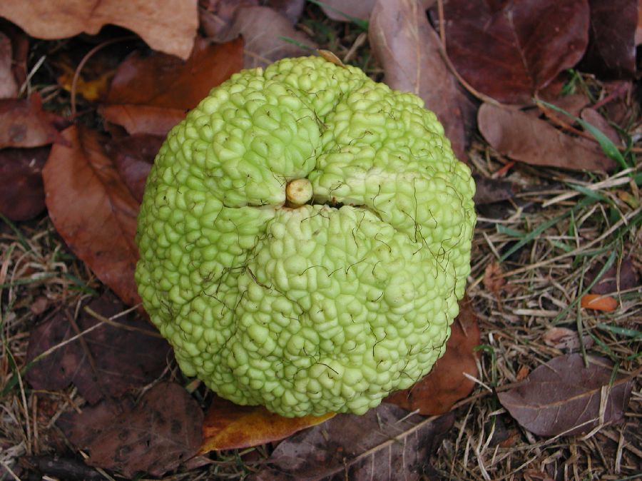Moraceae Maclura pomifera