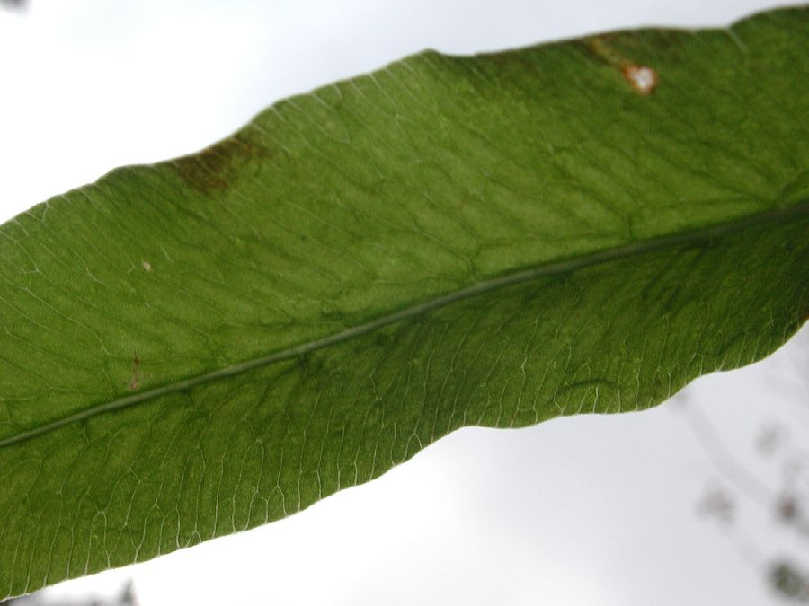 Onocleaceae Onoclea sensibilis