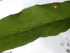 image of Onoclea sensibilis