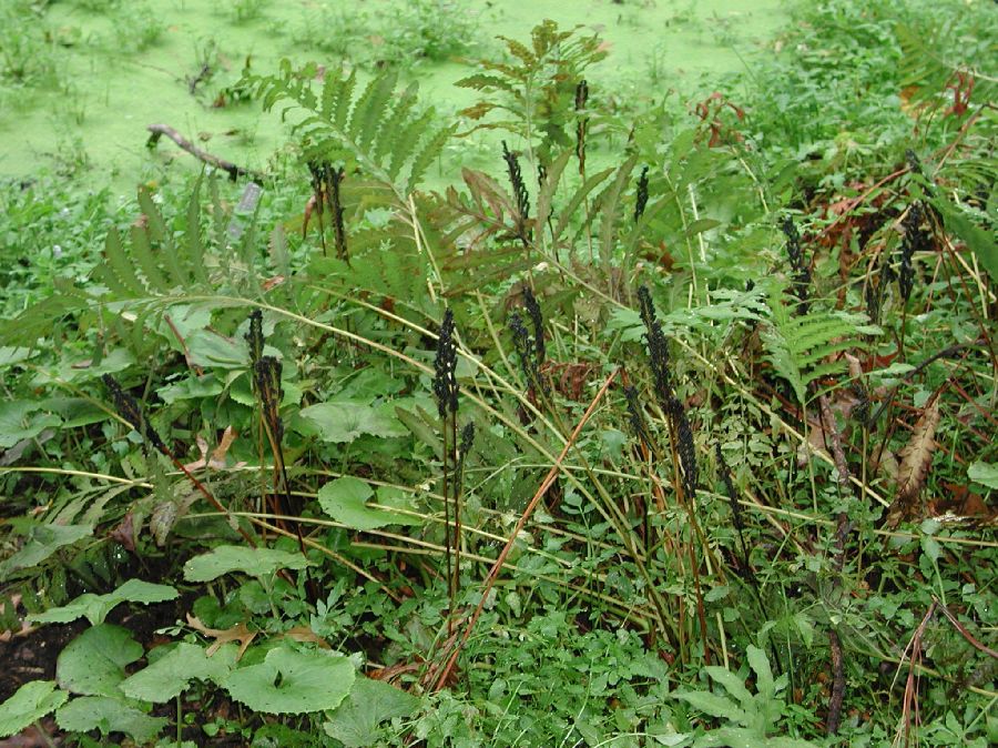 Onocleaceae Onoclea sensibilis