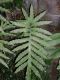 image of Phlebodium aureum