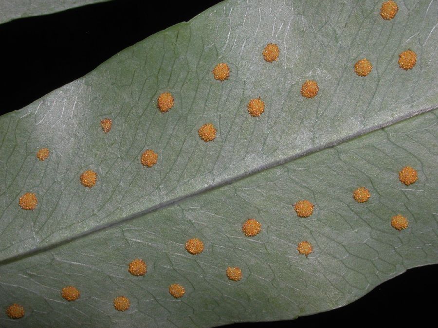 Polypodiaceae Phlebodium aureum
