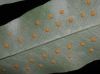 image of Phlebodium aureum