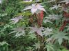image of Ricinus communus