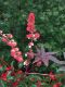 image of Ricinus communus