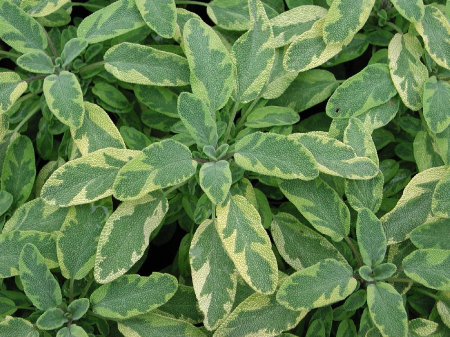 Lamiaceae Salvia officinalis