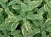 image of Salvia officinalis