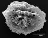 image of Elaphoglossum buchtienii