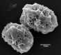 image of Elaphoglossum buchtienii