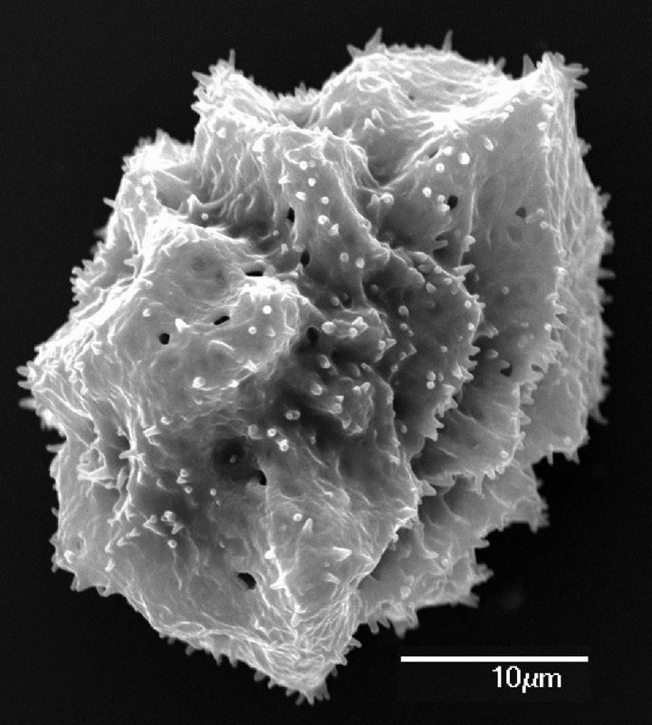 Dryopteridaceae Elaphoglossum buchtienii