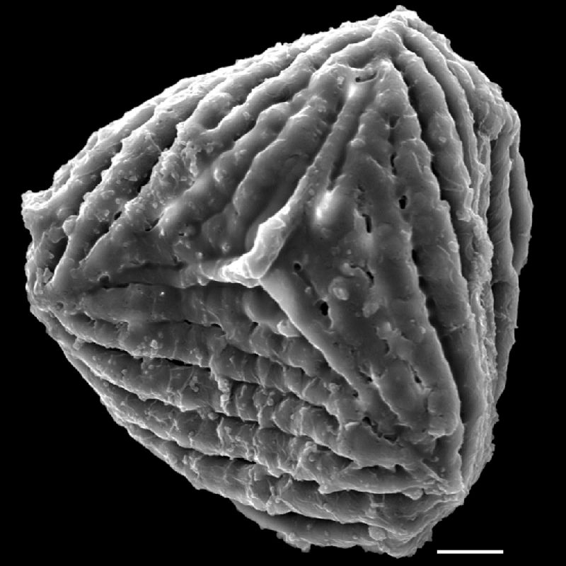 Anemiaceae Anemia karwinskyana