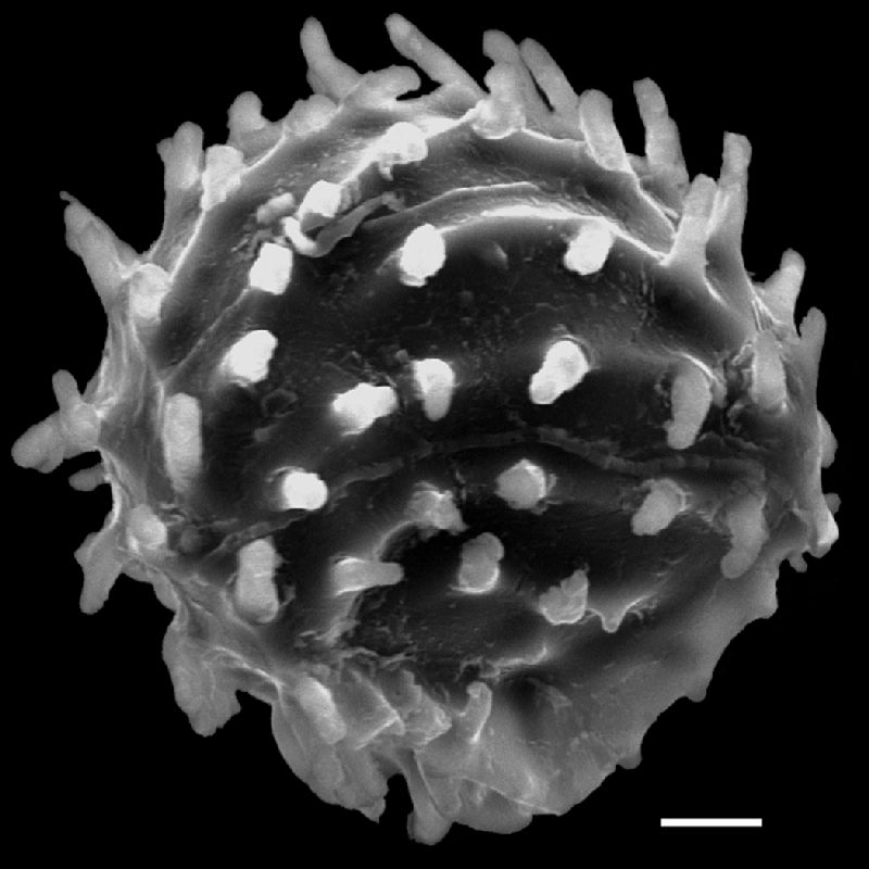 Anemiaceae Anemia lancea