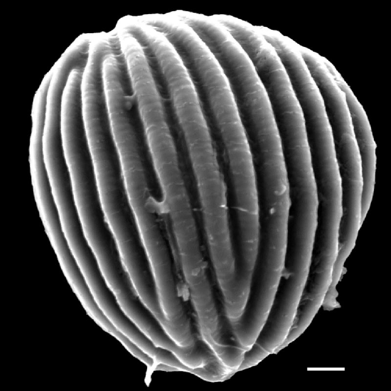 Anemiaceae Anemia lanipes