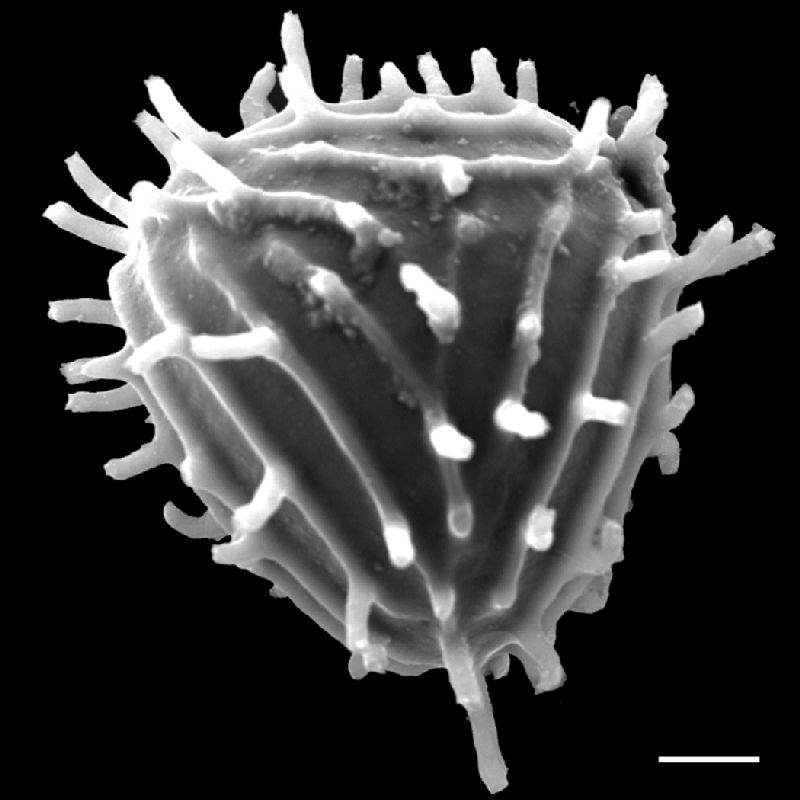 Anemiaceae Anemia luetzelbergii