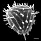 image of Anemia luetzelbergii