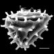 image of Anemia mandiocana