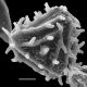 image of Anemia mandiocana