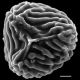 image of Anemia mexicana