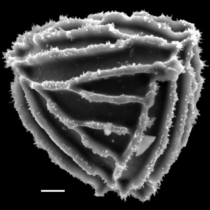 Anemiaceae Anemia multiplex