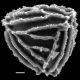 image of Anemia multiplex