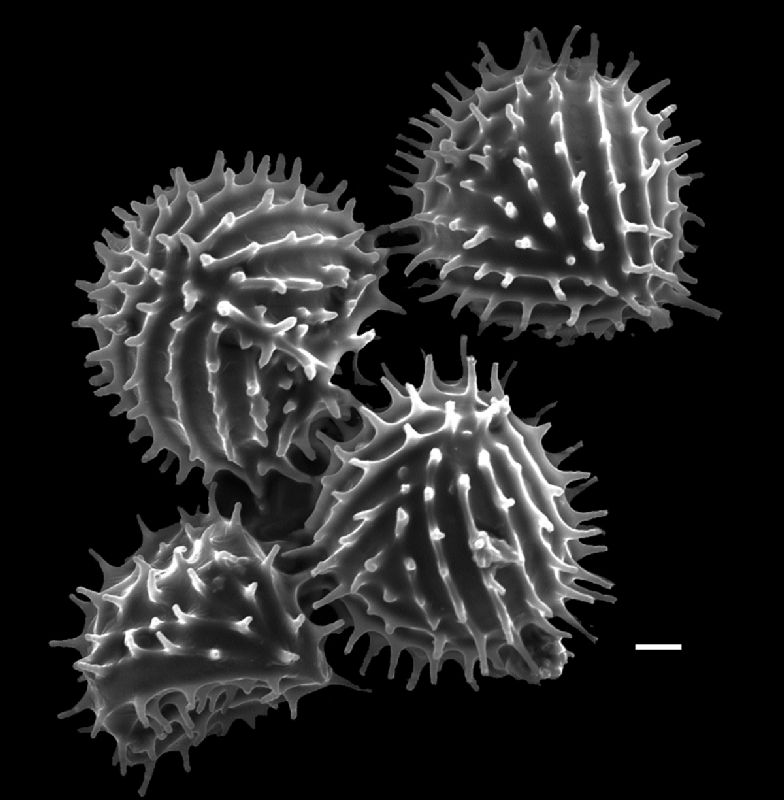 Anemiaceae Anemia munchii