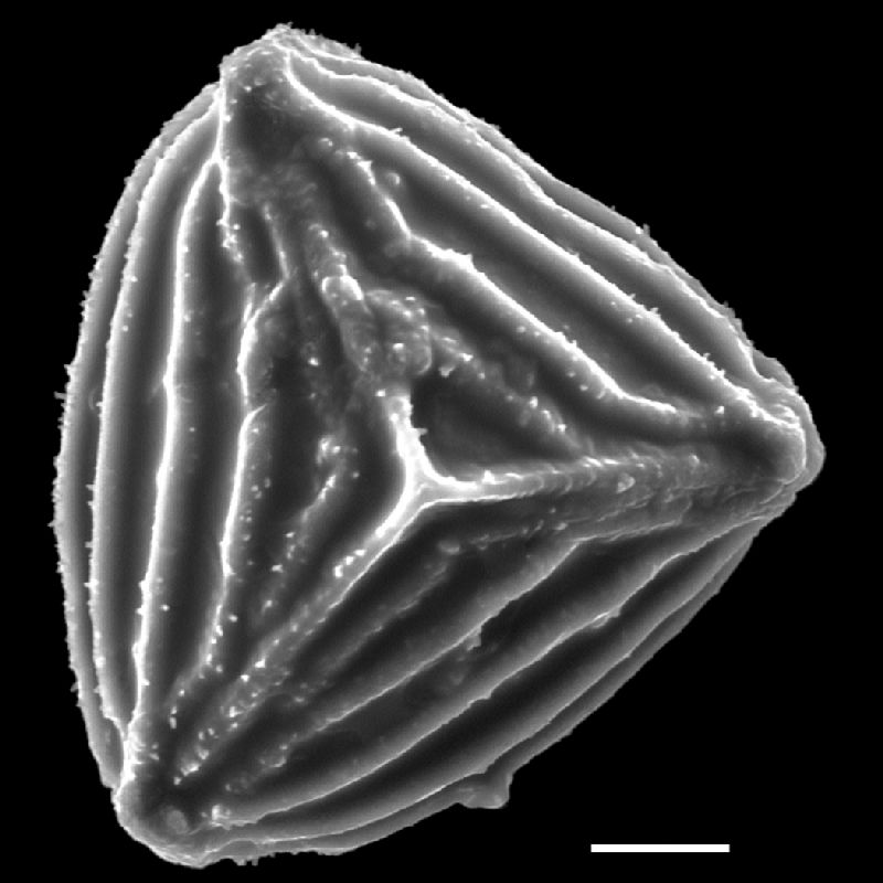 Anemiaceae Anemia mynsseniae