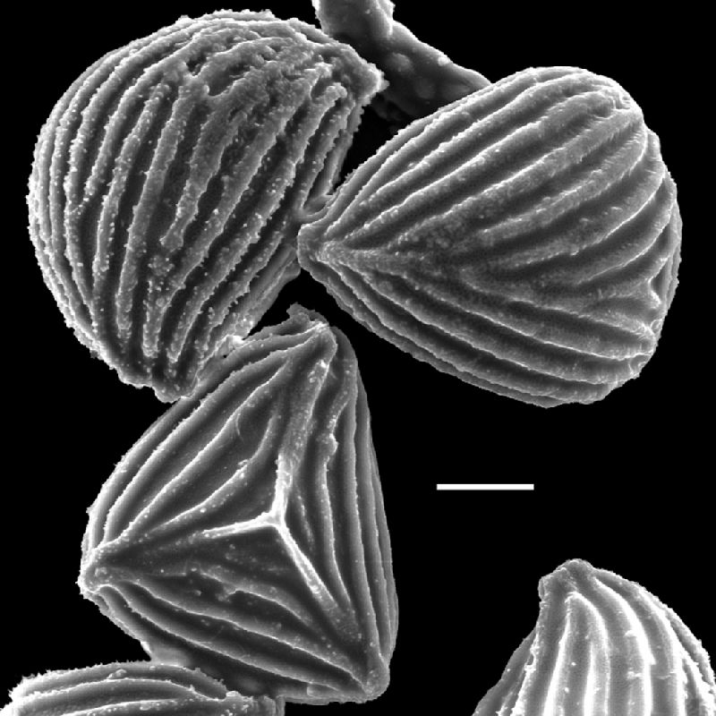 Anemiaceae Anemia mynsseniae