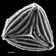 image of Anemia mynsseniae