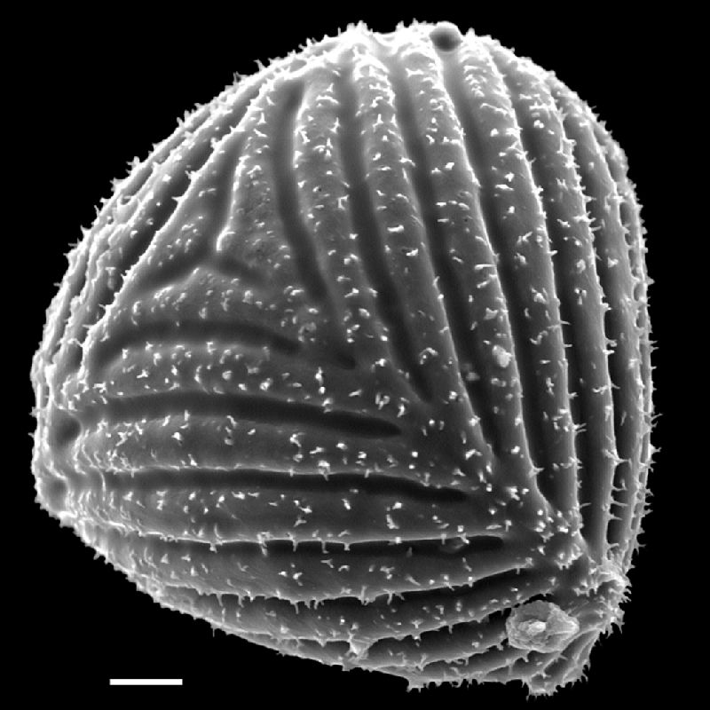 Anemiaceae Anemia myriophylla